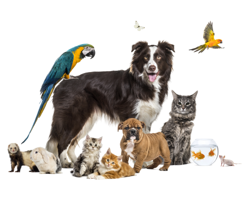 Linha de Produtos para Pets